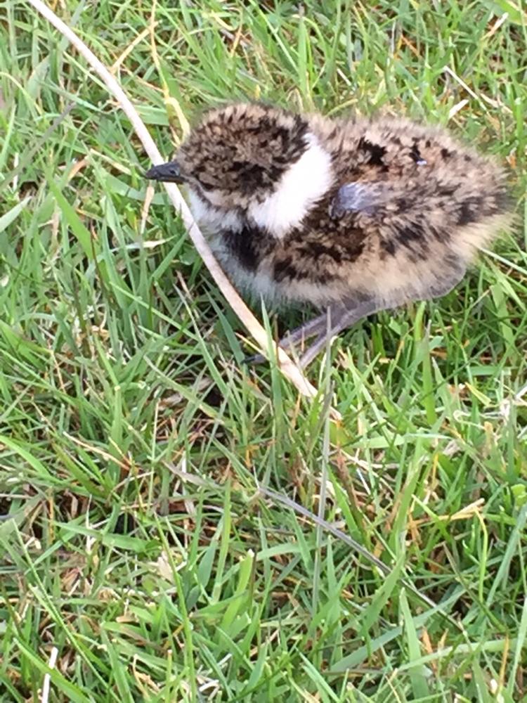 lambingtales's tweet photo. A sweet little pewit spotted in the fields this morning!!! #birds #pewit #lapwing http://t.co/Z6jaG8AU8C