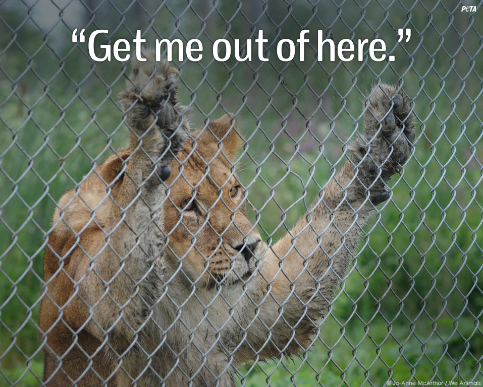peta's tweet photo. No animal should live their entire life wishing they were FREE!

RT if you #BoycottTheZoo! http://t.co/yO3F4VmYcu