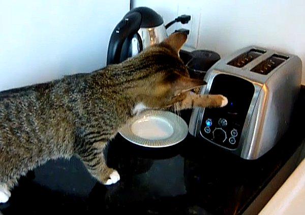 SirBritCat's tweet photo. Secretly loving the smell of burnt toast in the morning....
#BritishCatProblems http://t.co/ZXY6wvspw7