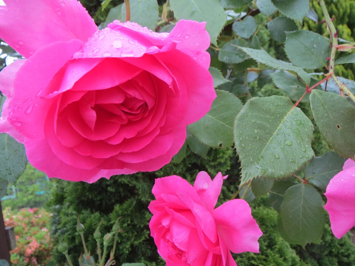 萬衛門 V Twitter 言わずと知れたラ フランス これ以前の薔薇をオールド ローズ 以後の薔薇をモダン ローズと言います イングリッシュ ローズはモダン ローズに オールド ローズをかけたもの これぞフランスという 国の威信をかけた名前です Http T