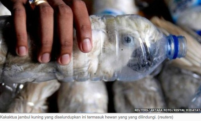 :("<a href="/NGIndonesia/">Nat Geo Indonesia</a>: 21 burung kakaktua jambul kuning yg dimasukkan dalam botol air mineral  via ngi.cc/n568 "