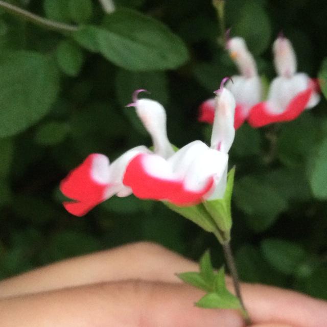 なんだかねぇ、形がさ(^^;; http://t.co/y9yKrNbvVD