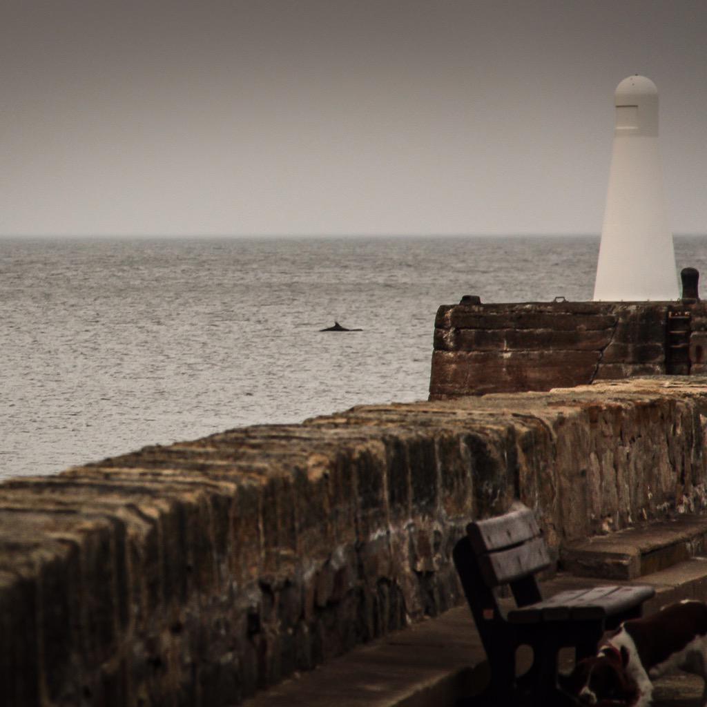 angusjohnscott's tweet photo. Dolphin!!! Honest!! #Moray @Dolphinsighting http://t.co/vkIZhdtZIK