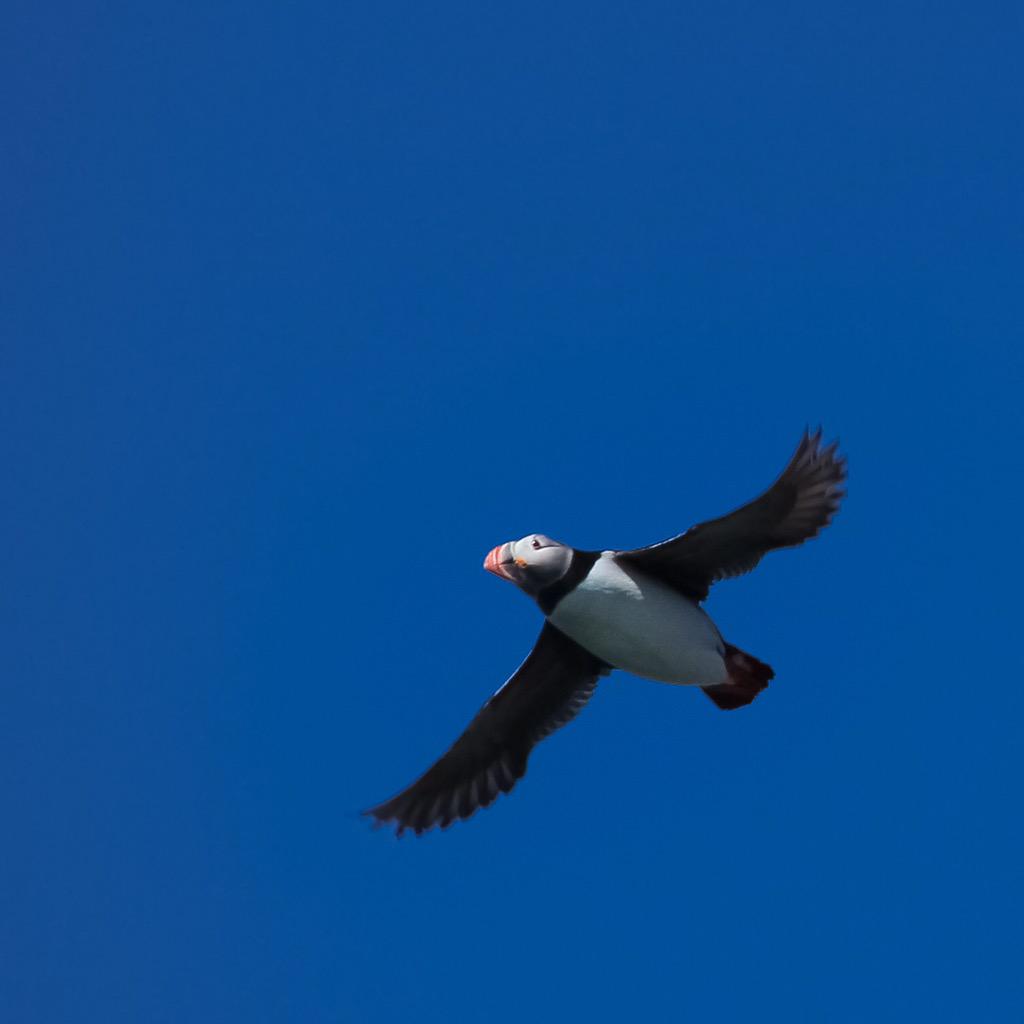 angusjohnscott's tweet photo. @angusjohnscott: Puffins and Eiders on Craigleith #puffinfest @SeabirdCentre @LothianLoop @_BTO #eastlothian http://t.co/rwcpFiXpg8