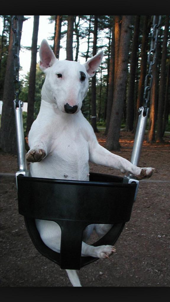 carywarry's tweet photo. @kevjberry72 @SandraHowarth @stef2cv6 Micky prefers a slightly easier form of exercise. http://t.co/EGEYs5kbfE