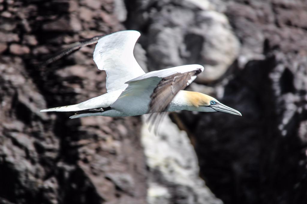 angusjohnscott's tweet photo. Gannets!! Absolutely love these guys. Fantastic @SeabirdCentre trip to the #BassRock @_BTO @LothianLoop http://t.co/uqqIeP8nwy