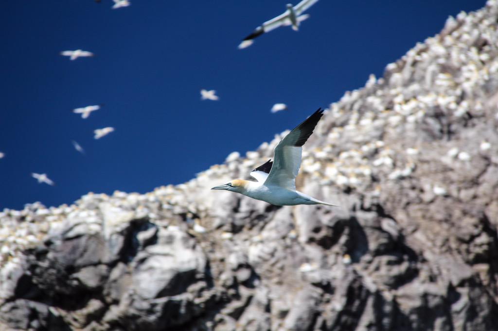 angusjohnscott's tweet photo. Did you know there are one and a half gannets for every person in #eastlothian? @LothianLoop @_BTO @SeabirdCentre http://t.co/Lq8Jz3LXc2