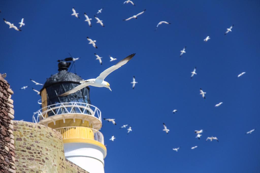 angusjohnscott's tweet photo. Did you know there are one and a half gannets for every person in #eastlothian? @LothianLoop @_BTO @SeabirdCentre http://t.co/Lq8Jz3LXc2