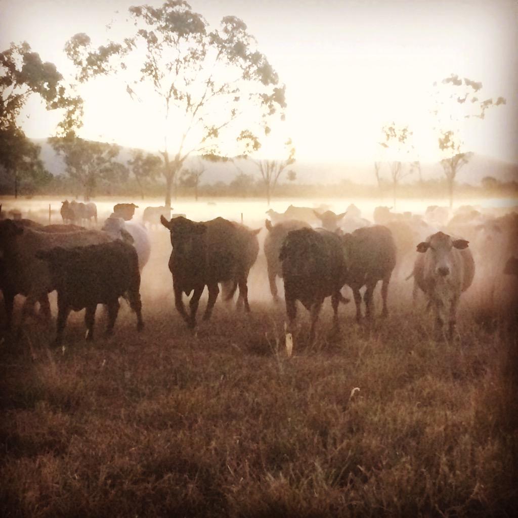 Ainsley McArthur (@mcarthurholding) on Twitter photo Back to the business of raising cattle after a brilliant week <a href="/BeefAustralia/">Beef Australia</a> #BeefAus2015 #homesweethome Back to the business of raising cattle after a brilliant week <a href="/BeefAustralia/">Beef Australia</a> #BeefAus2015 #homesweethome