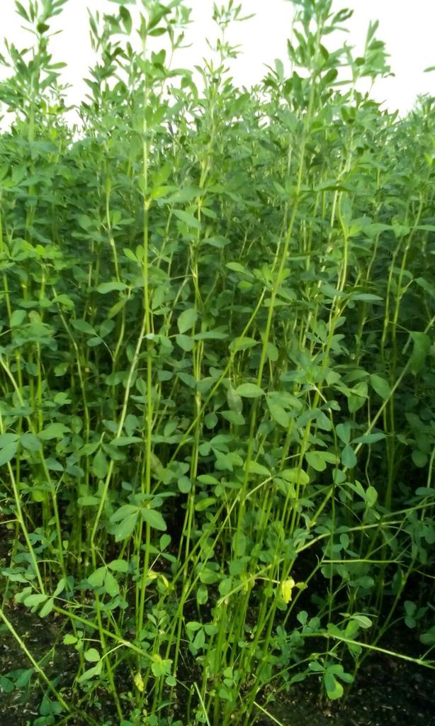 ما شاء الله تبارك الرحمن ،، جت عماني اخضر للبيع للتواصل الاتصال أو عبر الواتساب:0506637776 مع التوصيل دبي بوظبي العين