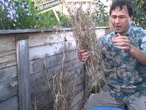 Eco_ArtProject's tweet photo. Seed Saving: How to Collect and Save Arugula Seeds http://t.co/BrwwlkGmdf #staged http://t.co/eGInUKHMQK