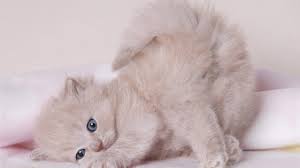 Verdo Cat Litter tweet media