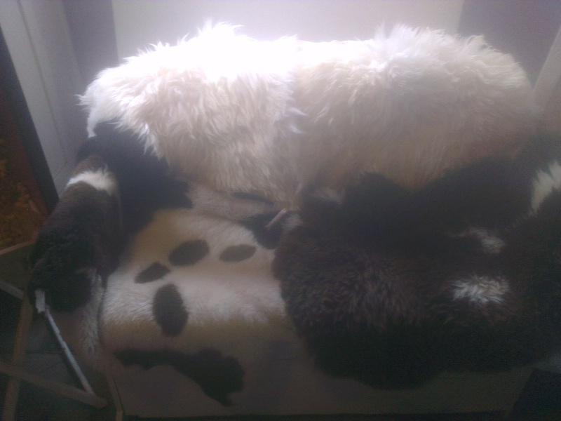 gemulligenjelui's tweet photo. Schapenvachten te koop bij kinderboerderij de stekplek.
Witte vachten: 50 euro 
Bonten: 60 euro http://t.co/3BY0IPHq5Y