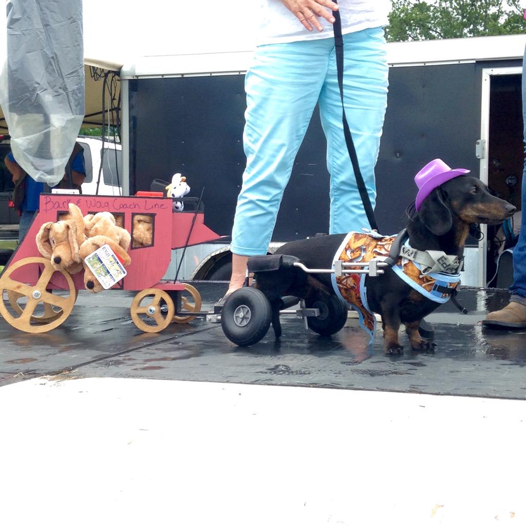 ShelbyFarmsPark's tweet photo. Meet Dusty - our first contestant in the costume contest at Dog-A-Roo! Thanks to sponsors @Memphis_MVS + @Chobani! http://t.co/F92ytCa09K