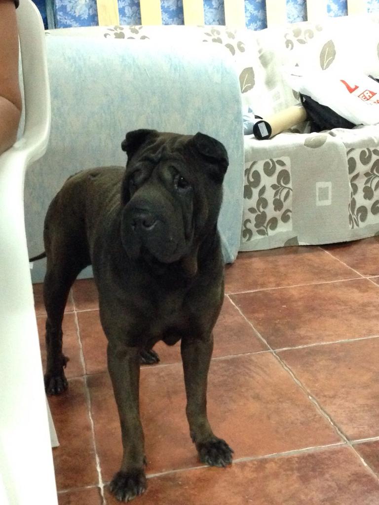 NoeliaGonzlez2's tweet photo. Esta perra es una sharpei pura y necesita un hogar. Tiene todas las vacunas y los ojos operados. Por favor difundirlo http://t.co/tE7gjuyUpA