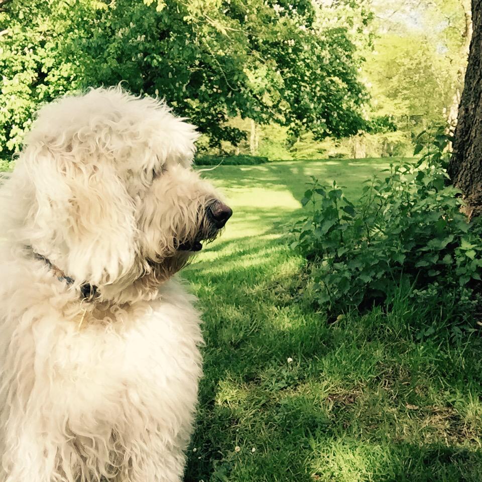 goodboyspencer's tweet photo. See those nettles....I'm going to push @robbiewilliams in those nettles #nettletwat http://t.co/R9R2zRlCM8