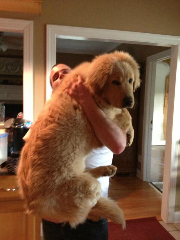 NatuPictures's tweet photo. Perro al que le dan miedo los truenos http://t.co/szi4Vr2Umz