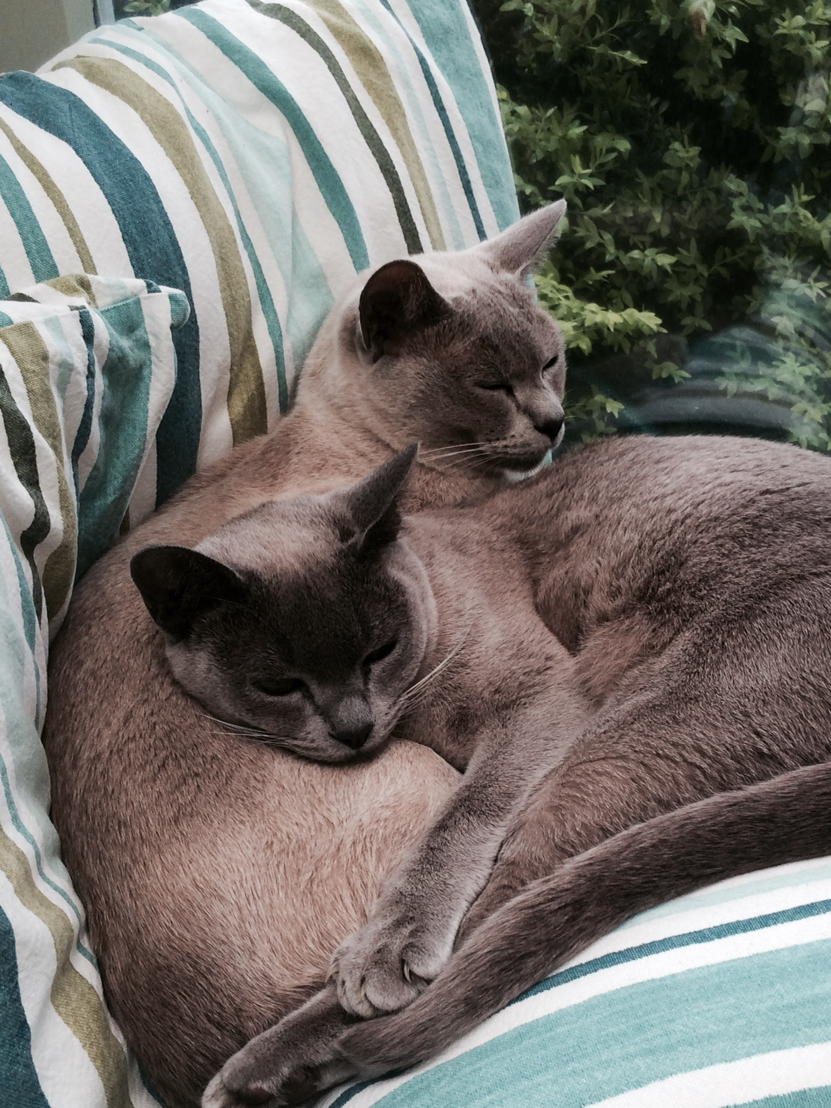 Flospots's tweet photo. Mostly snoozing with big bro Raffie today. He's quite comfortable. #LuckyFloss. http://t.co/IzshYO0P7H