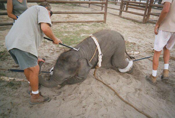 ecorepublicano's tweet photo. La esclavitud continúa en los circos. #NoAlMaltratoAnimal #maltratoanimal http://t.co/sXhZY0yTcJ