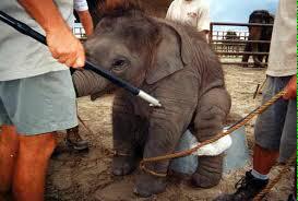 ecorepublicano's tweet photo. La esclavitud continúa en los circos. #NoAlMaltratoAnimal #maltratoanimal http://t.co/sXhZY0yTcJ
