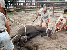 ecorepublicano's tweet photo. La esclavitud continúa en los circos. #NoAlMaltratoAnimal #maltratoanimal http://t.co/sXhZY0yTcJ