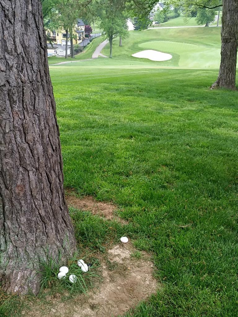 bfrostgolf's tweet photo. #cccgrounds keep an eye out for free range chickens... #omletts anyone? http://t.co/4XEOEZFKpD