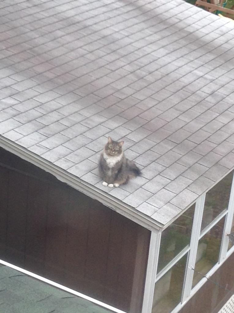 emilyeIizabeth's tweet photo. Woke up and looked out my window and saw this cat staring at me๐น #HowDidYouGetUpThere #GetDownRightMEOW http://t.co/mW9hopfGkD