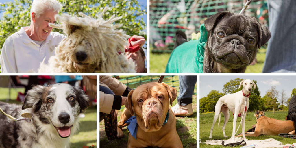 TheDogvine's tweet photo. Which #londondogs are going to the @AllDogsMatter #GreatHampsteadBarkOff tomorrow? http://t.co/u3y9HlOMxs #London http://t.co/tomzmC6tik