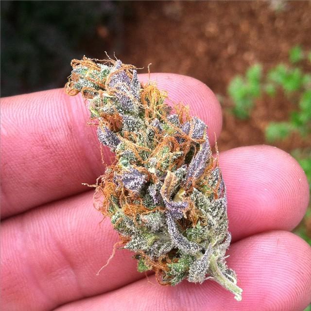weedpraylove's tweet photo. Smokin good on a Saturday morning 💨👍🍁 #baygrown #baystate #beastcoast #massloud #marijuana #cannabis #cannabiscommu… http://t.co/GShiHNqdms