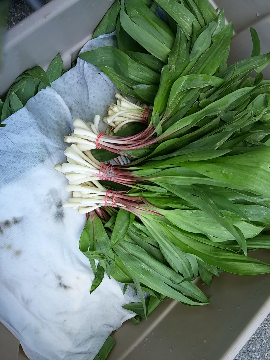 Spring is Sprung! Feast on spring flavors! Vegetarian tasting menu, happy hour (in grotto bar) dinoinshaw.com/menus/