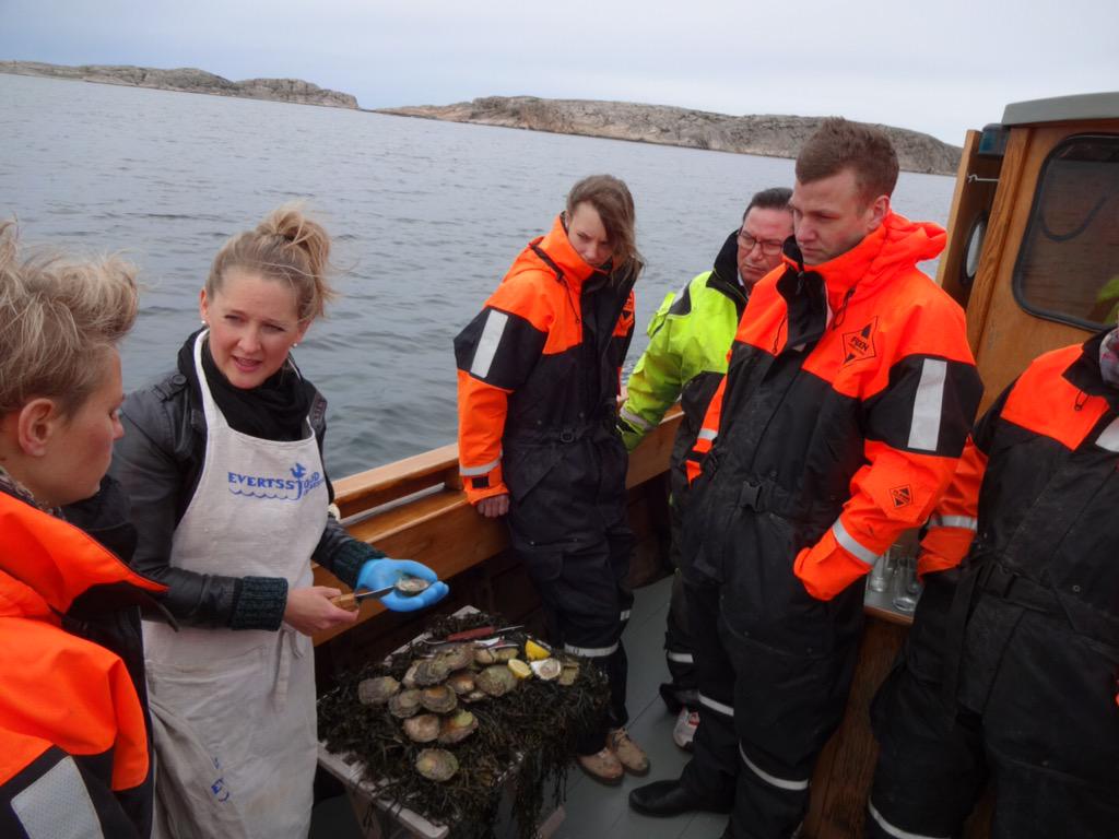 AretsKock's tweet photo. Ostronsafari i Grebbestad! Se när Årets Kock 2015 öppnar ett svenskt ostron på Instagram #smakresa @vastsvenska_tr http://t.co/7vXBoy2eGO