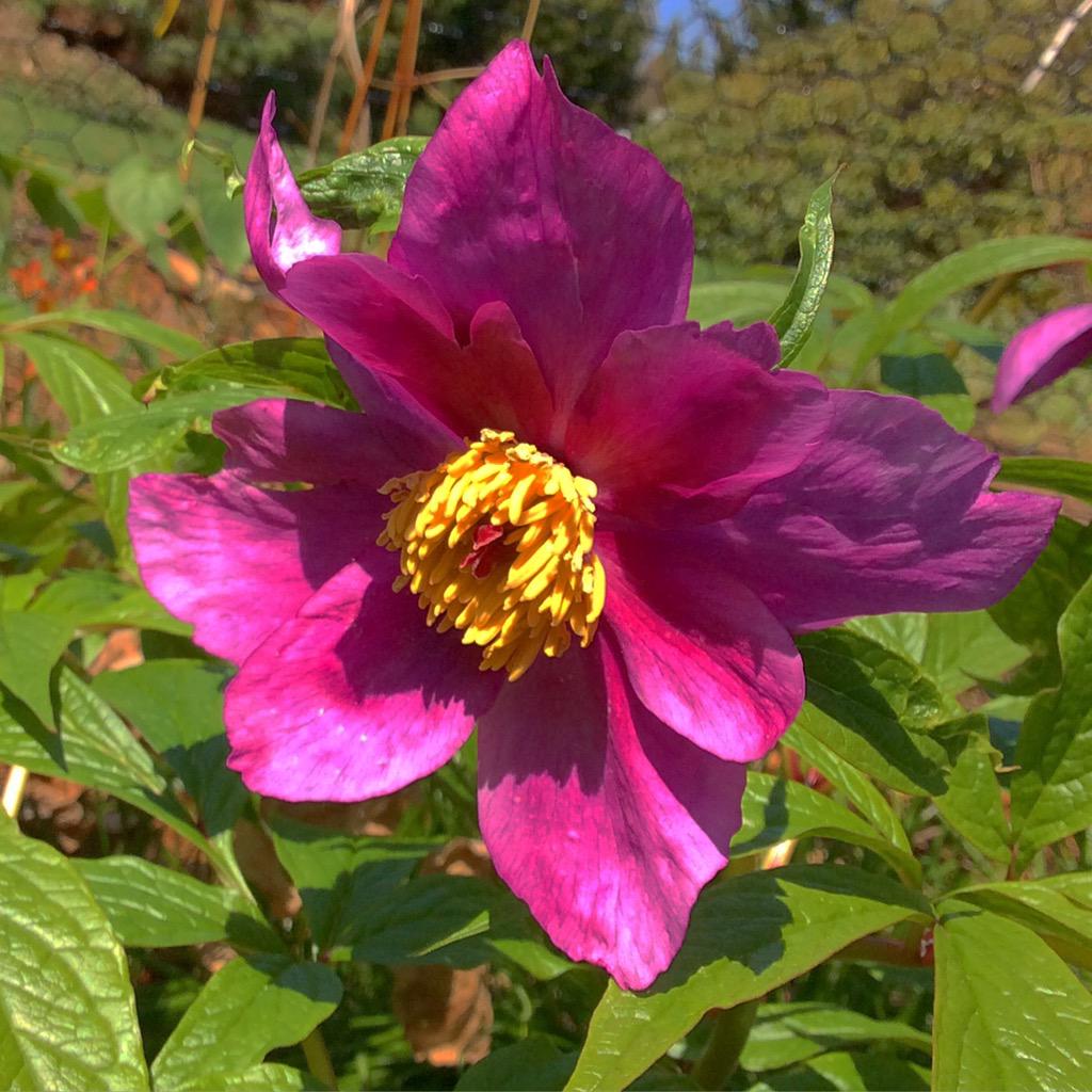 Sunday PHA grounds are open for picnics in honor of spending time w mom! Plants for sale 10-2, tour at 10:30 #MVPSA