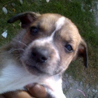 Thug_Shakeur's tweet photo. My favourite pup, Wonder♥ http://t.co/bTQ0k18X2q