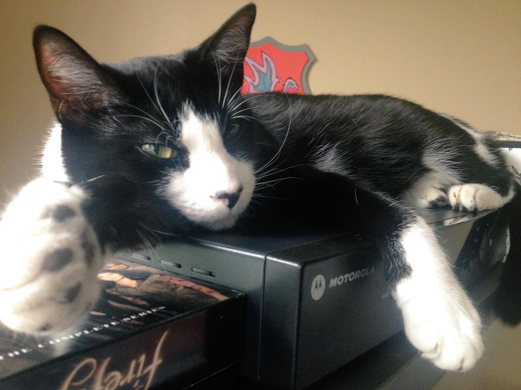 FiyeroShmiyero's tweet photo. 599 followers!? Take my paw. Be the 600th. You know you want to.
#notbegging #justsmooth
#Caturday #tuxiesrule http://t.co/1kIGCfh7ok