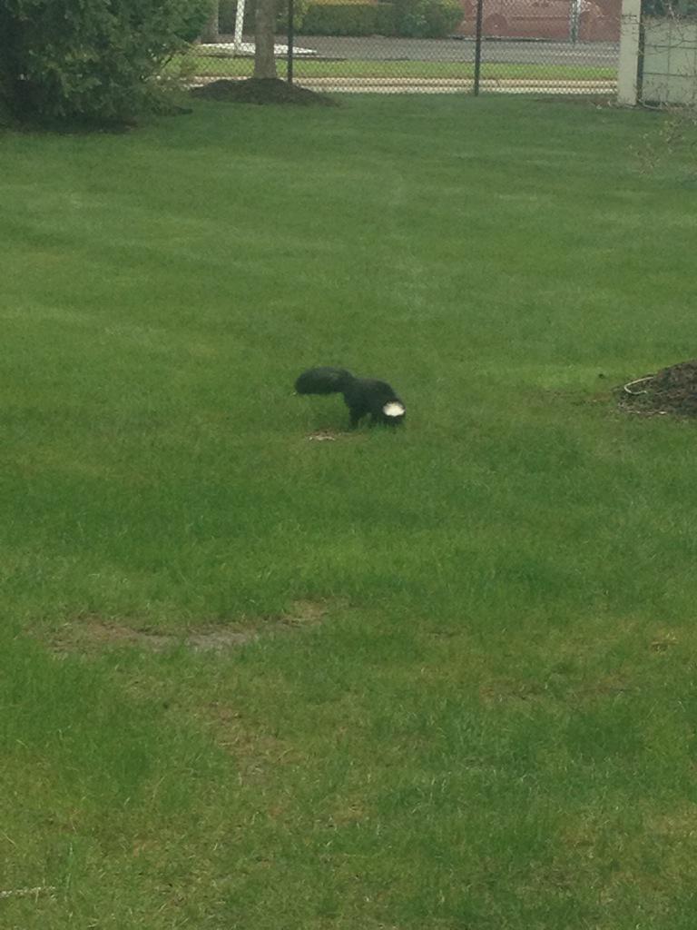 MarkandAndyWRIF's tweet photo. Is this a skunk, skunk/squirrel hybrid or just a squirrel wearing a hat? Important issues on the show today. http://t.co/NnlggDL0Rh