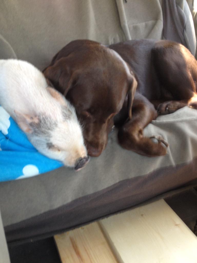 ApeFry's tweet photo. Oh my gosh. They love each other ❤️🙊 http://t.co/tIGmmdEUgb