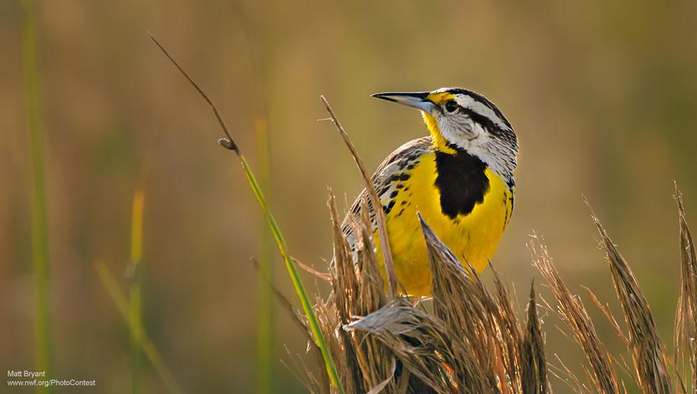NWF's tweet photo. It's International Migratory Bird Day! We must restore the ecosystems they call home: http://t.co/cEf4lOHRHx #IMBD http://t.co/bxtN00T2bS