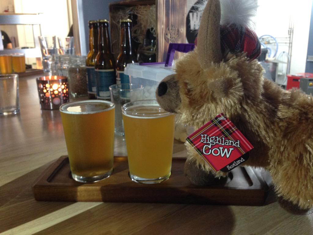 VisitDerryNews's tweet photo. HC cow enjoying #boom at its sneak peek @walledcitybrew @HotelConnexions. Looking forward to the opening on Fri 15 http://t.co/rBIx19uSa3