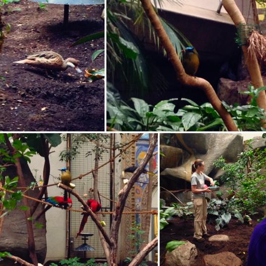 SMBC's tweet photo. Feeding Neotropical #birds at #birdfest2015.These #birds eat bugs/fruit &amp;buying #shadecoffee provides habitat 4 them! http://t.co/UsCKgvVEtD