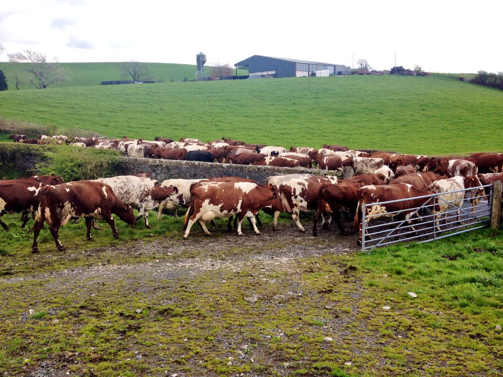 JRfromStrickley's tweet photo. Homeward bound.
#lovefarming #farm365 http://t.co/sdEWeGKBd8