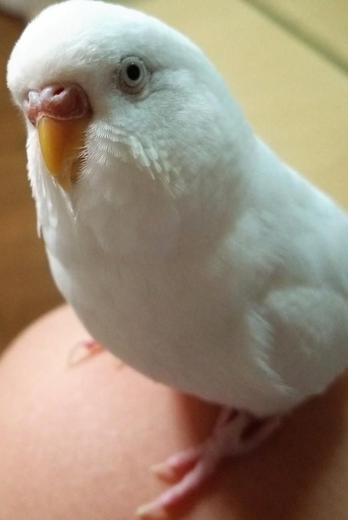 hoyoyo_TZI23's tweet photo. #拡散希望
#セキセイインコ 
脱走してから約3ヶ月近くも経ってしまいました。未だに見つかりません。どこか連絡のつ��ないところで保護されていることを願うしかありません…が、やはり自分の元へと戻ってくることを願います
拡散お願いします http://t.co/60Zft2go9o