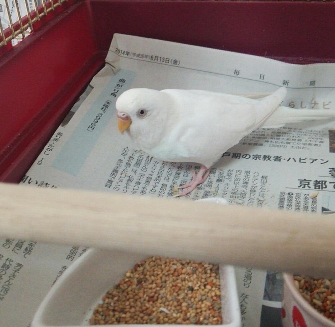 hoyoyo_TZI23's tweet photo. #拡散希望
#セキセイインコ 
脱走してから約3ヶ月近くも経ってしまいました。未だに見つかりません。どこか連絡のつ��ないところで保護されていることを願うしかありません…が、やはり自分の元へと戻ってくることを願います
拡散お願いします http://t.co/60Zft2go9o