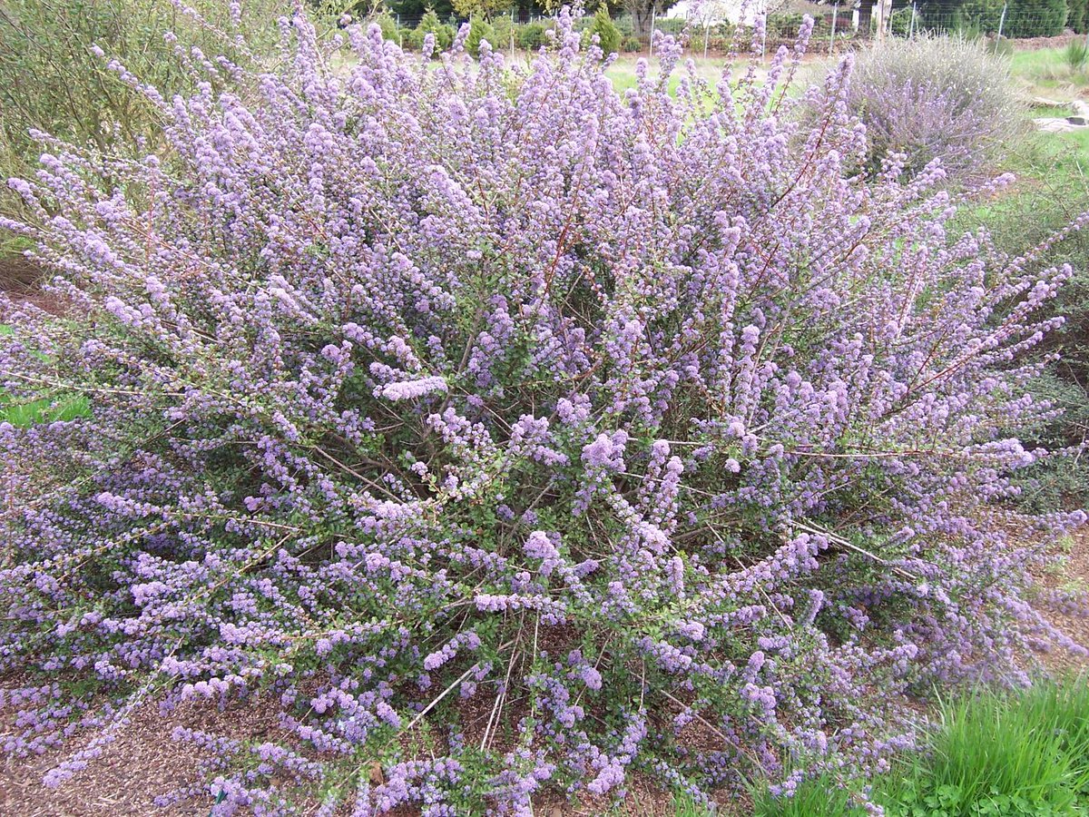 janeteastman's tweet photo. Cold-hardy Ceanothus bloom w/little care Neil Bell #OregonStateExt #KymPokorny http://t.co/p4SirCXhfS via @Oregonian http://t.co/leMLgozK7l