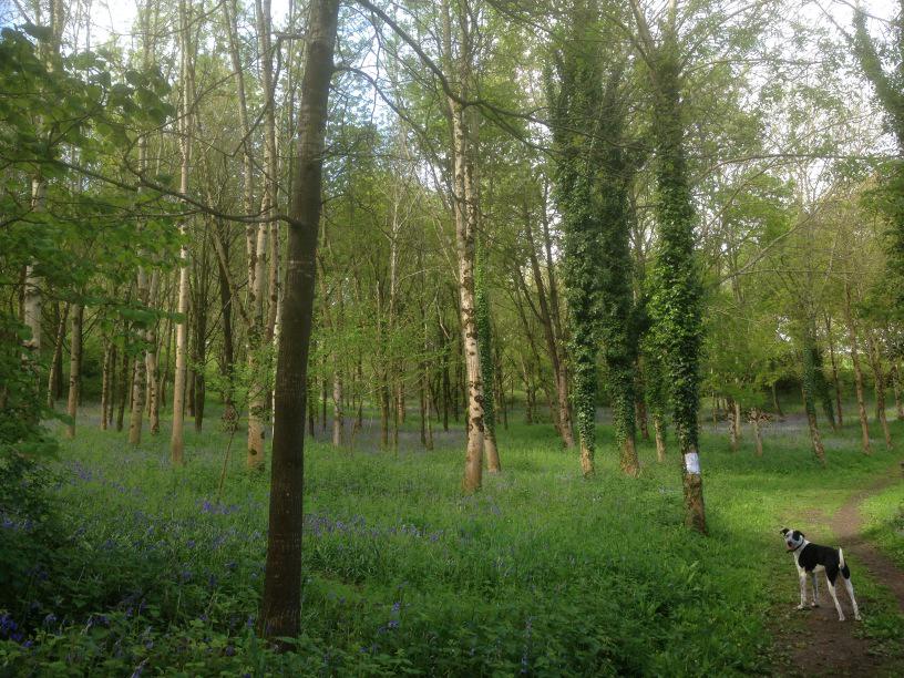 ARuralRose's tweet photo. @wildlifetrusts Herne Hill, ilminster. Beautiful #bluebells http://t.co/8HeWgsLQaE