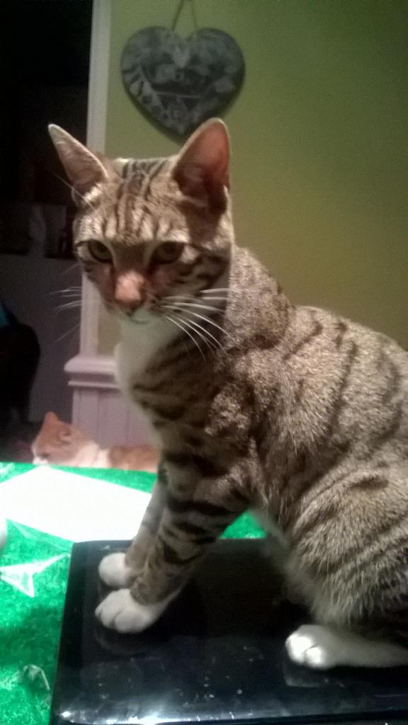 Mancgal's tweet photo. My nutty cats meet beans and my crazy Bengal cross toast :-) #bengals #cats http://t.co/HSEQeJjWeM