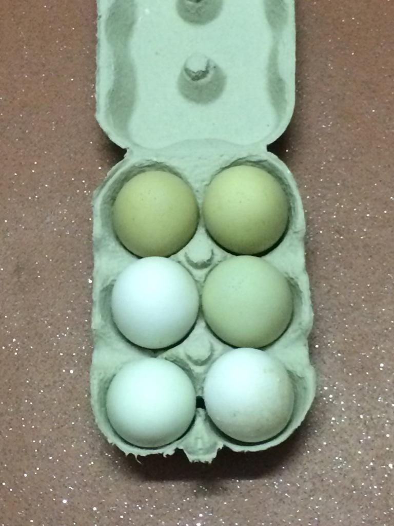 valtra162's tweet photo. Hatching eggs for sale http://t.co/u5z6q2iUay
