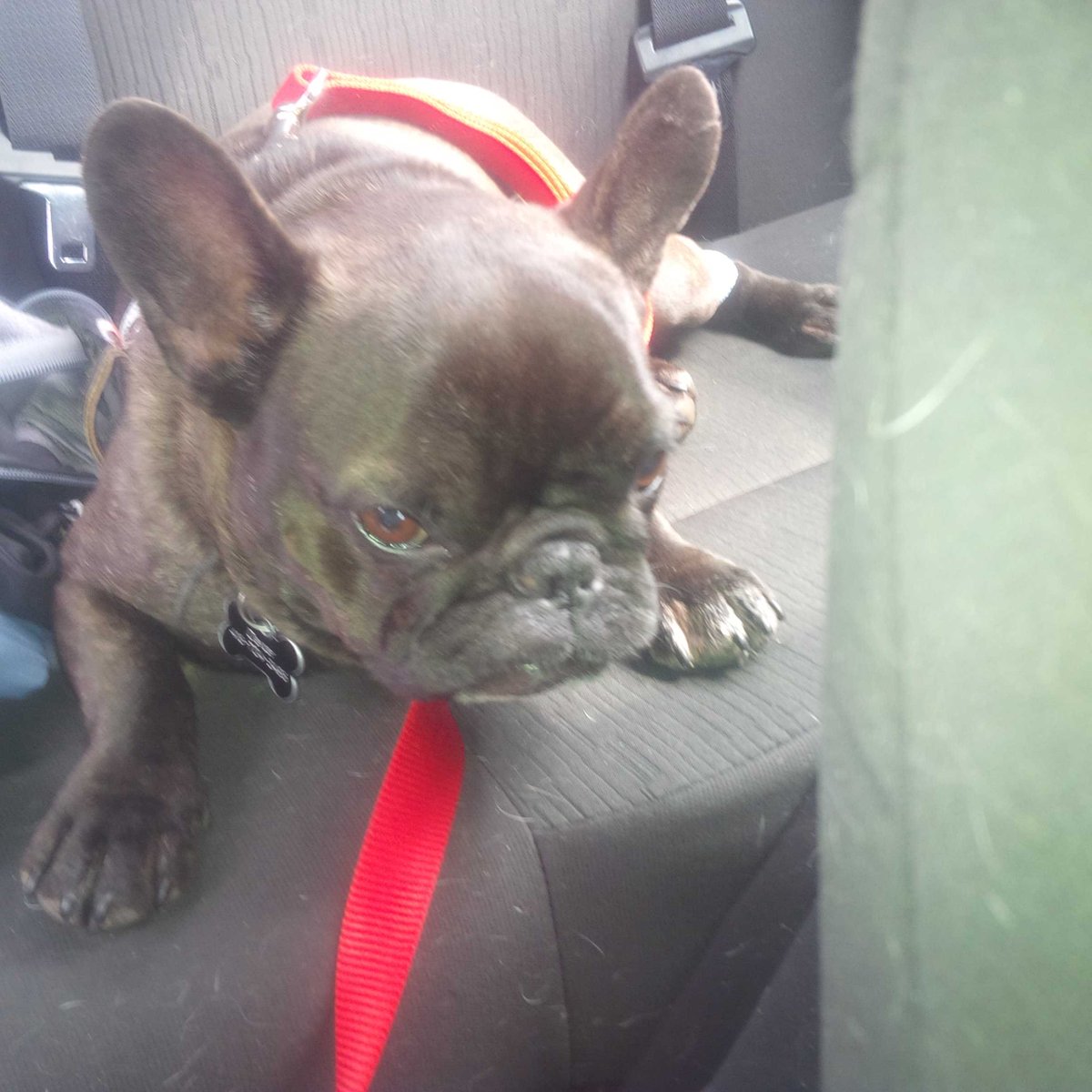 Mike_Maka's tweet image. Dexter got no love for the vet. #hatesvet #frenchieproblems #naptime