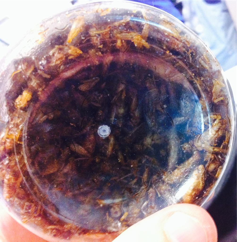 Jecs_Jecs_'s tweet photo. #swmtp #entocoopa biofood for all http://t.co/H3no1WlLUZ