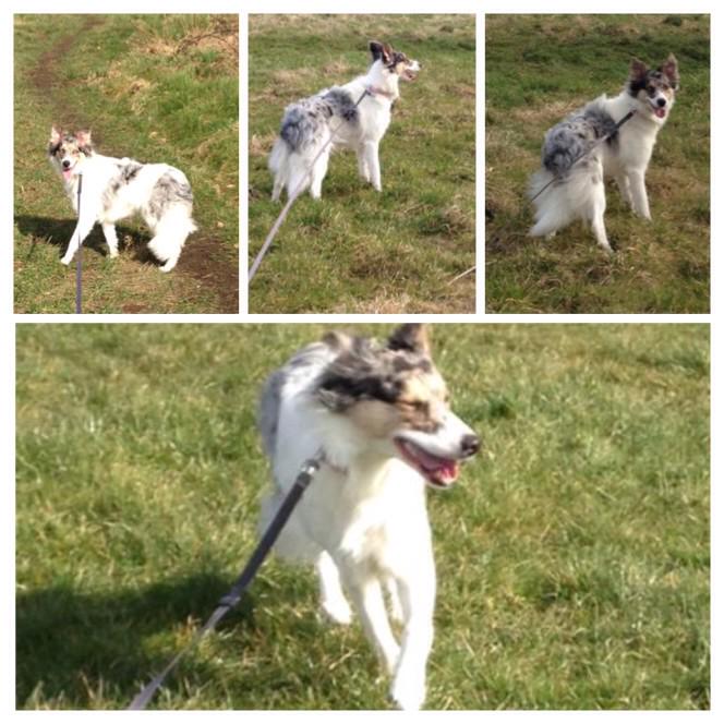 Crazypaws88's tweet photo. One year old Ellie a collie blue Merle enjoying her walk with #crazypawspetservice #sheffielduk http://t.co/uE6j4pNve2
