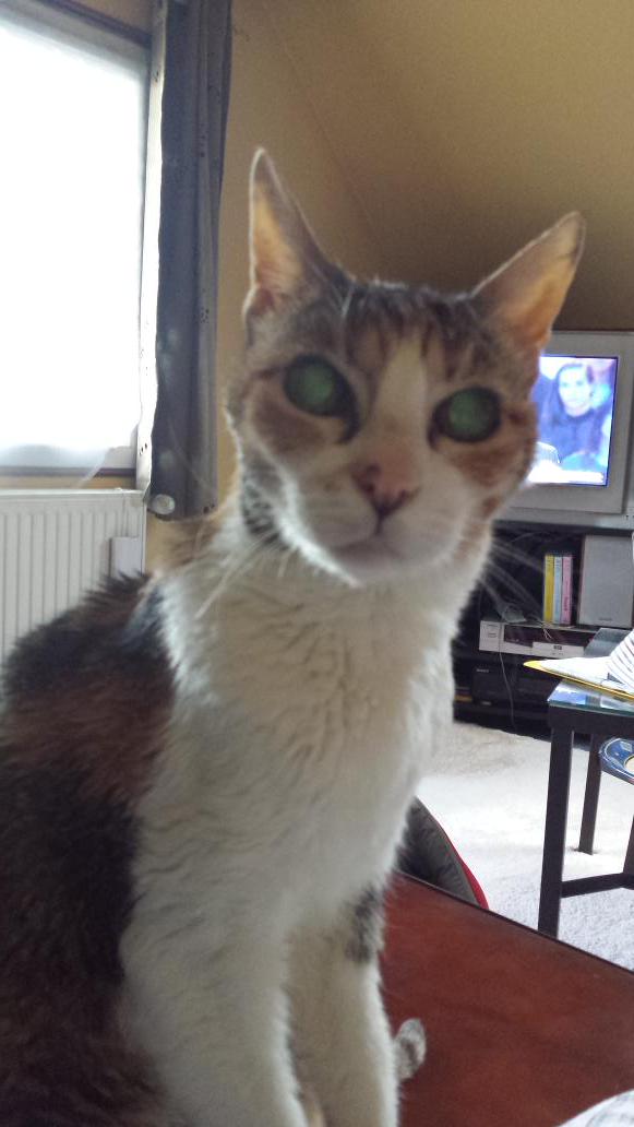 PookyMC's tweet image. #catnipaddict (nope #blindZin) @Meowganizer @walachniewicz 
L herbe à chat? Elle la fume !
